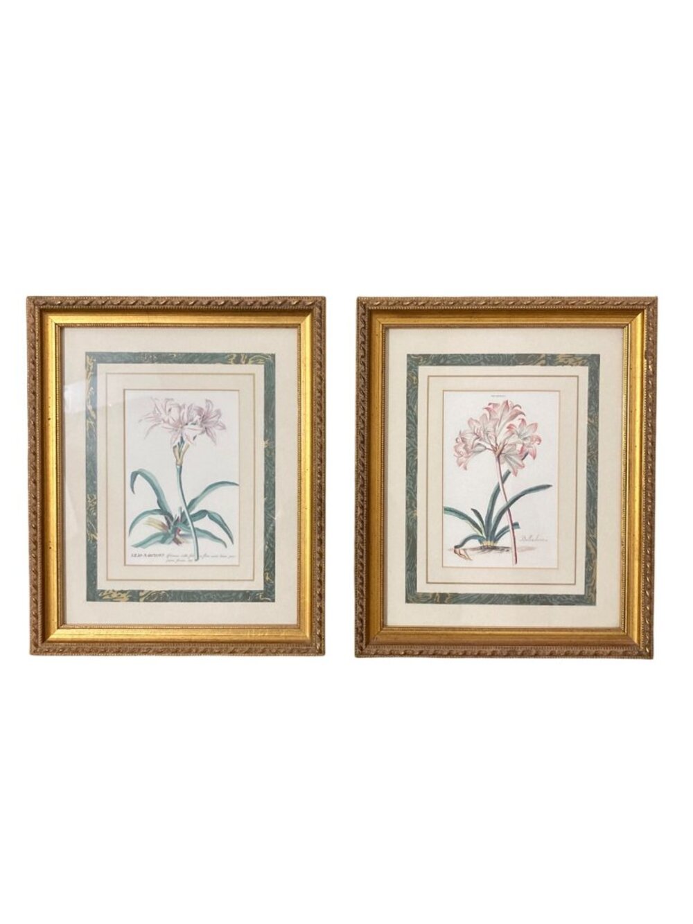 Set Of 2 Vintage Botanical Lily Prints Belladonna And Narcissus